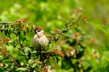 Eurasian Tree Sparrow 旧芝離宮恩賜庭園 Mon, 4/29/2019