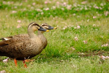 カルガモ 浜離宮恩賜庭園 2019年4月29日(月)