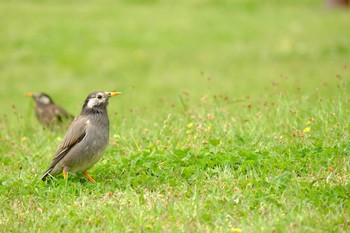 White-cheeked Starling Hama-rikyu Gardens Mon, 4/29/2019