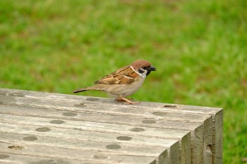 Eurasian Tree Sparrow Hama-rikyu Gardens Mon, 4/29/2019