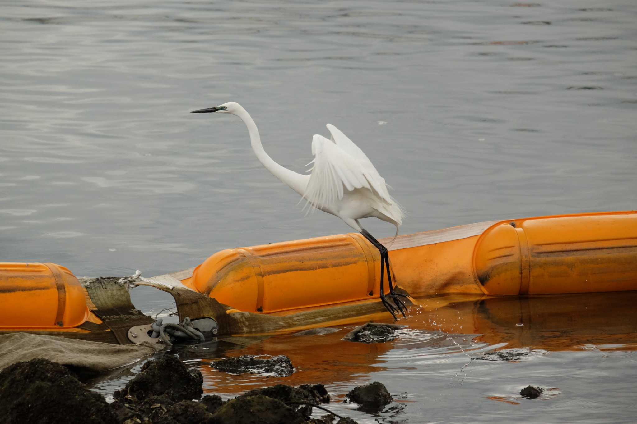 Great Egret