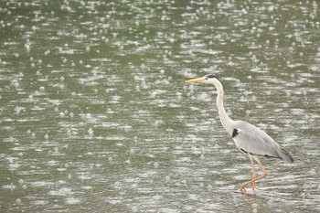 Grey Heron Tokyo Port Wild Bird Park Thu, 5/2/2019