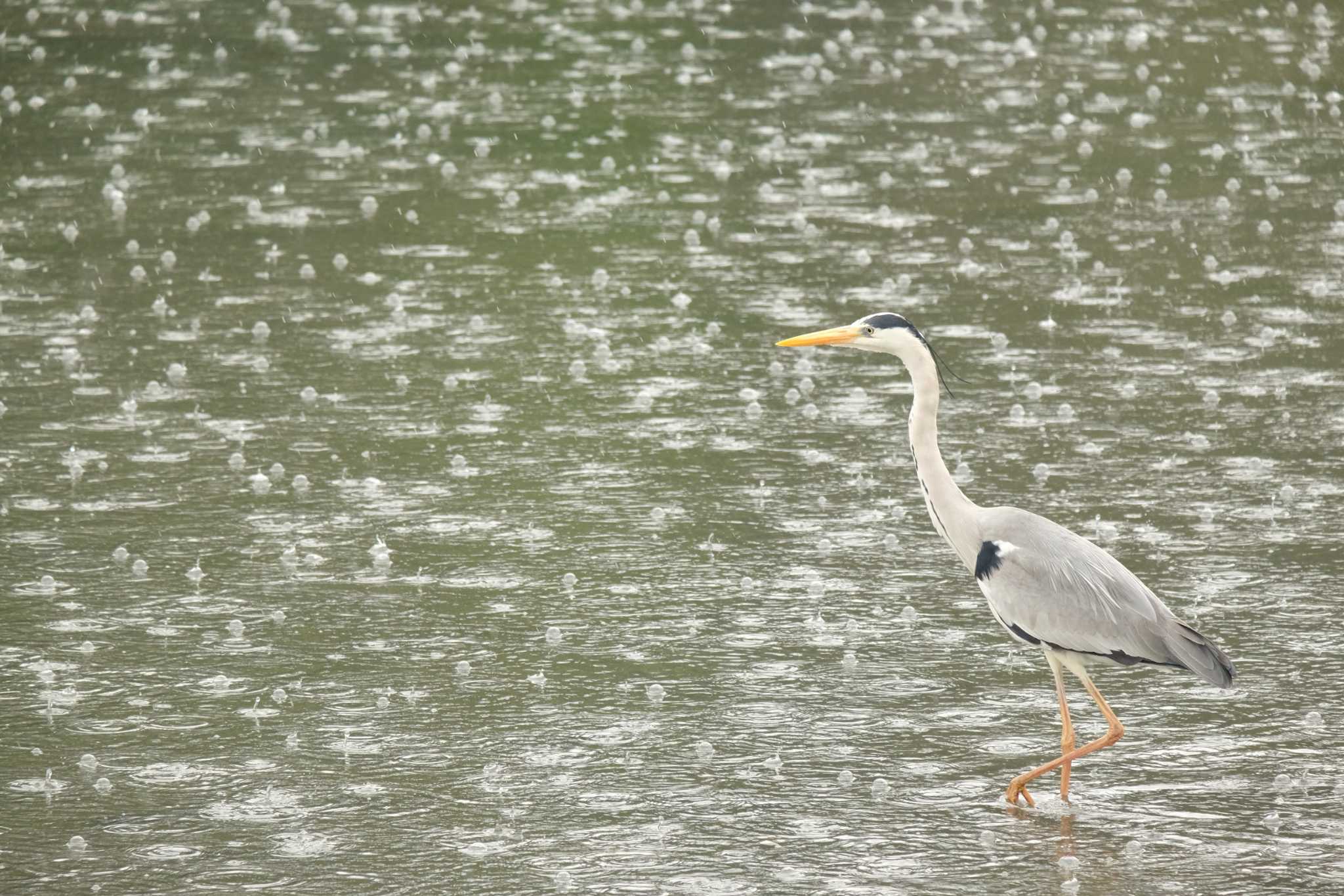 東京港野鳥公園 アオサギの写真 by toru