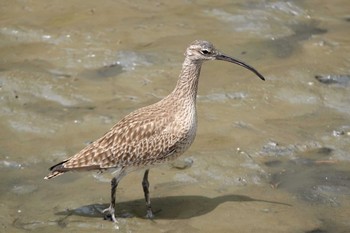 チュウシャクシギ 葛西臨海公園 2019年5月12日(日)