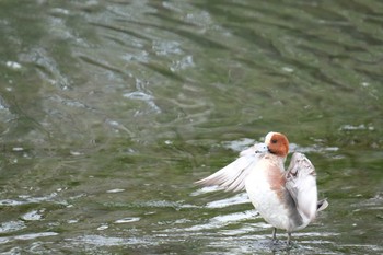 Eurasian Wigeon Tokyo Port Wild Bird Park Sat, 5/18/2019