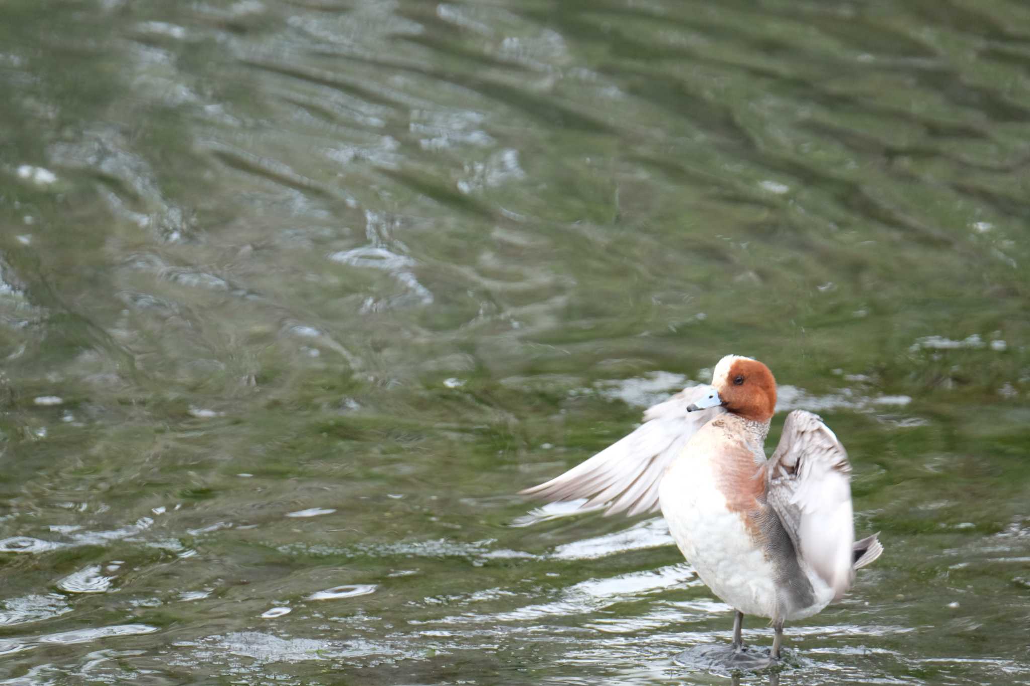 Eurasian Wigeon