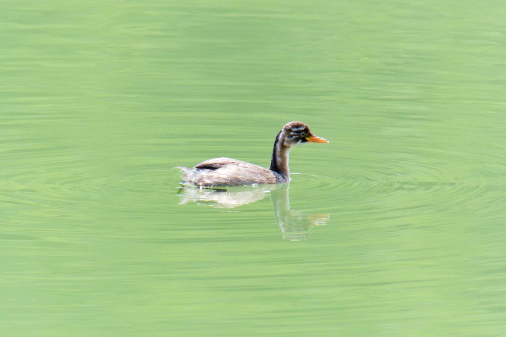 Photo of Little Grebe at Mie-ken Ueno Forest Park by masatsubo