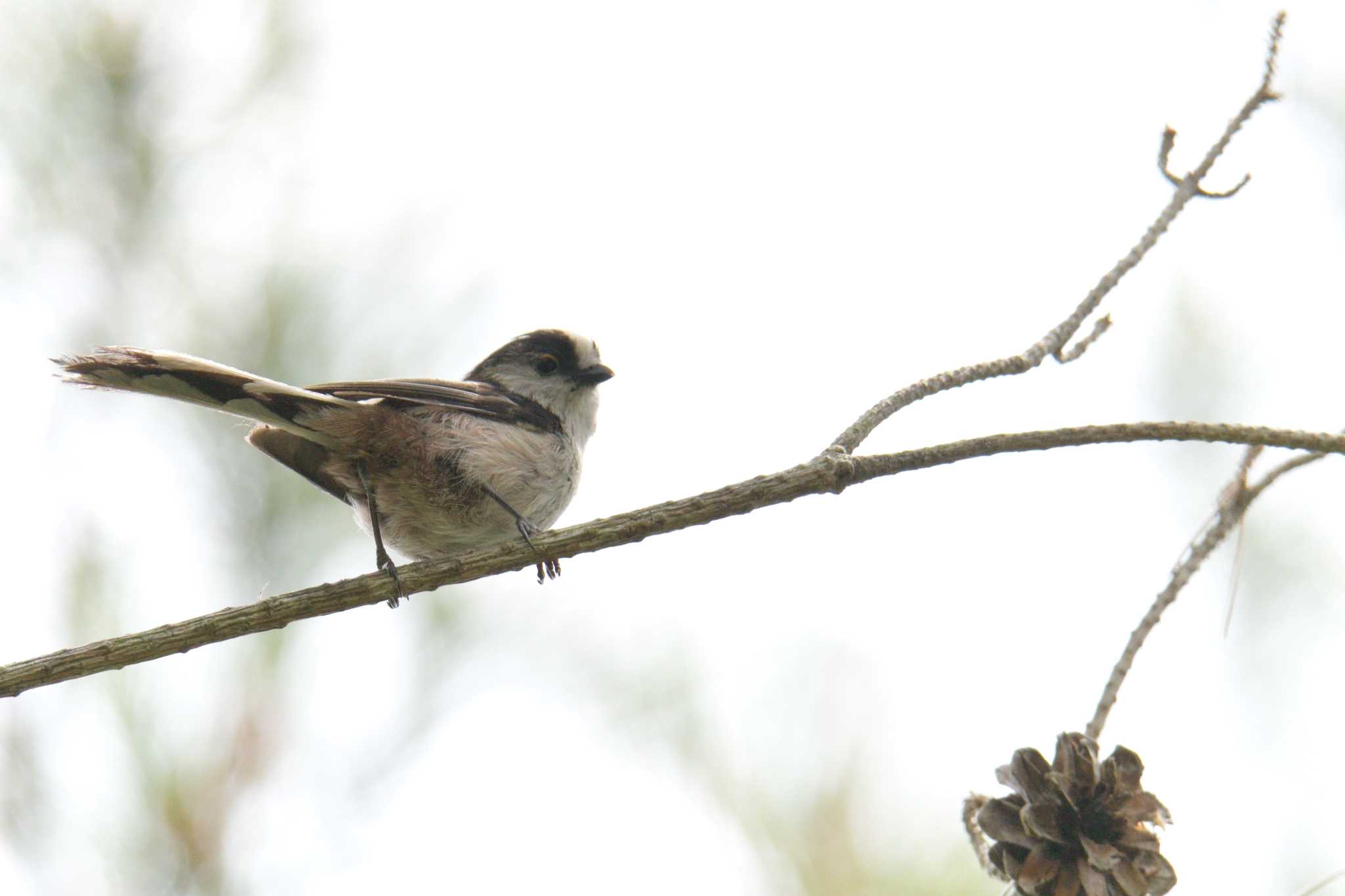 Photo of Long-tailed Tit at Mie-ken Ueno Forest Park by masatsubo