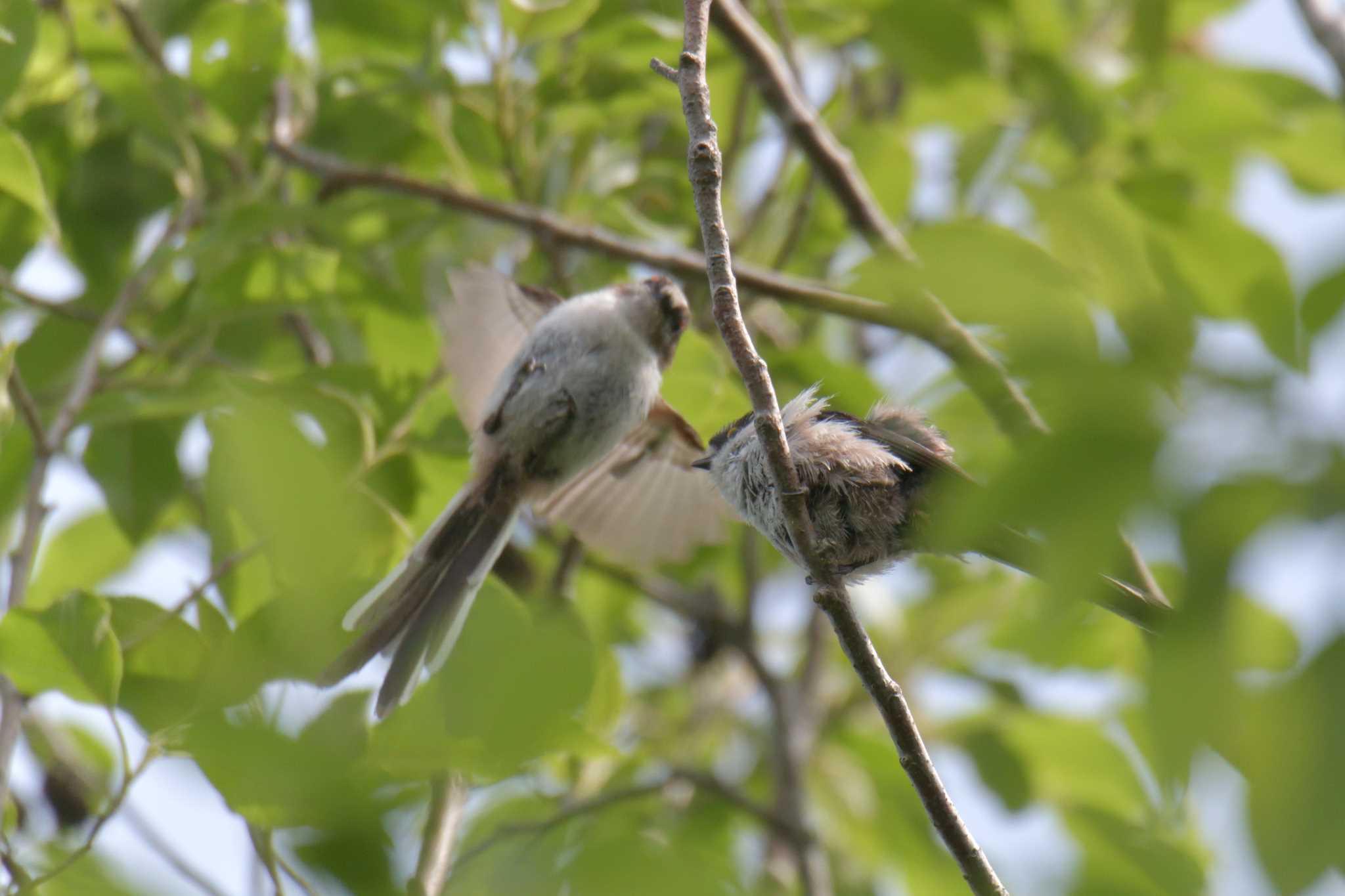 Long-tailed Tit