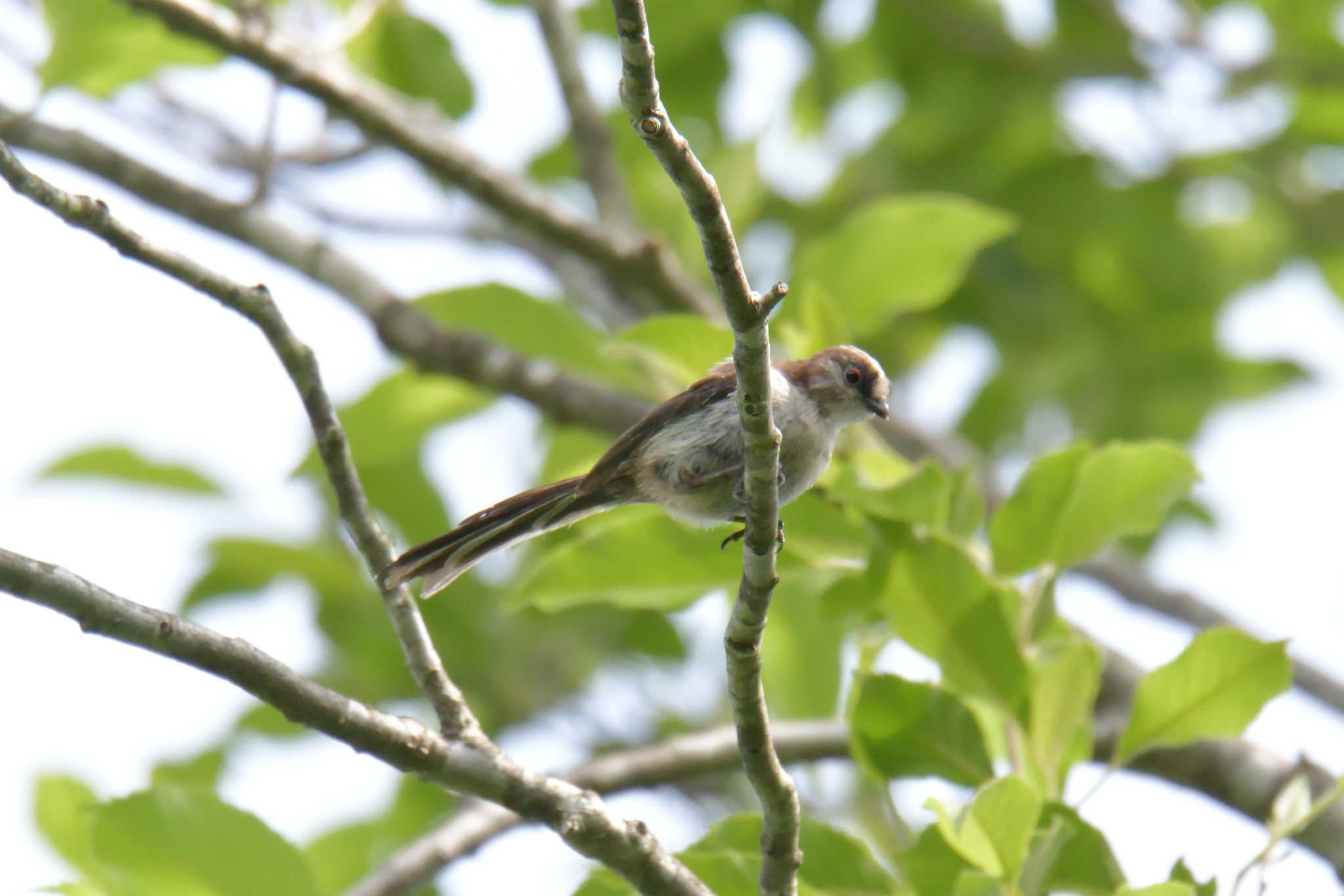 Photo of Long-tailed Tit at Mie-ken Ueno Forest Park by masatsubo