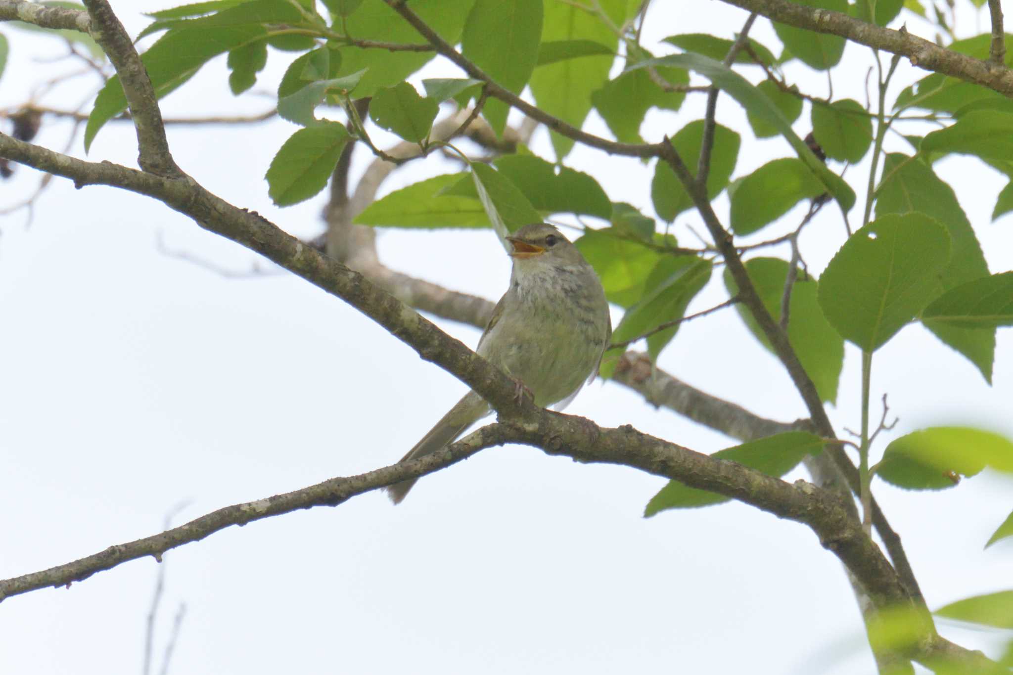 Japanese Bush Warbler