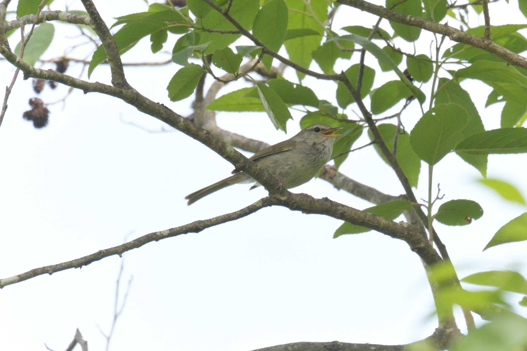 Photo of Japanese Bush Warbler at Mie-ken Ueno Forest Park by masatsubo