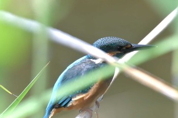 Sat, 6/1/2019 Birding report at Mie-ken Ueno Forest Park