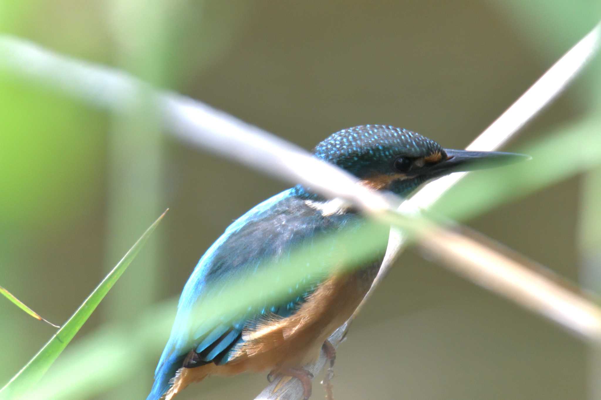 Photo of Common Kingfisher at Mie-ken Ueno Forest Park by masatsubo