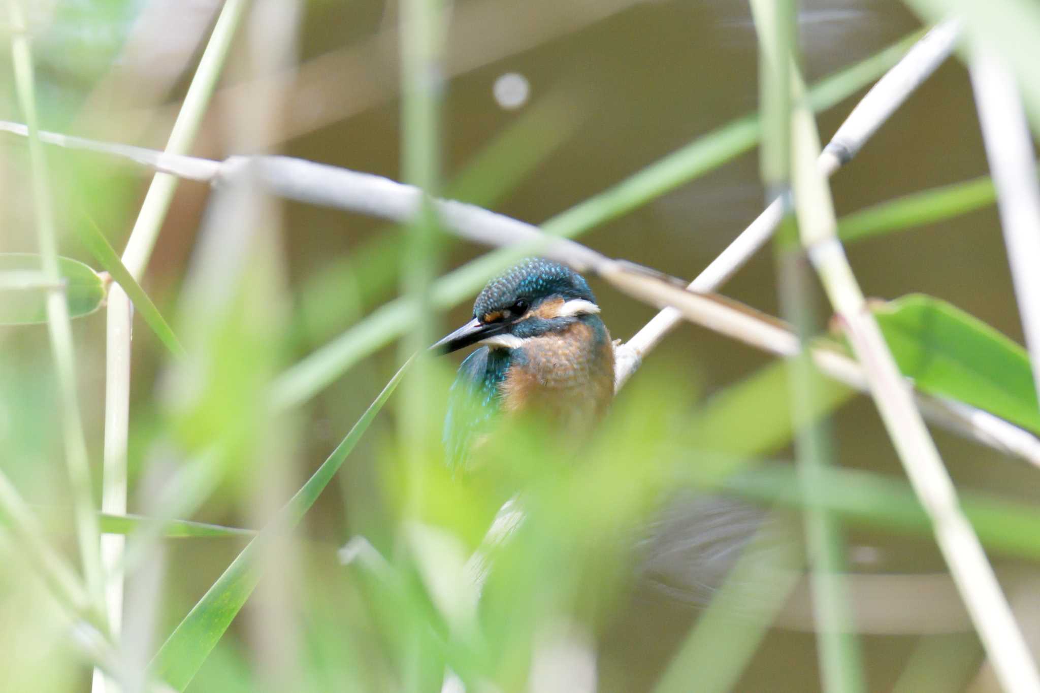 三重県上野森林公園 カワセミの写真 by masatsubo