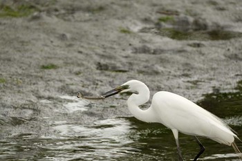 Great Egret Tokyo Port Wild Bird Park Sat, 5/18/2019