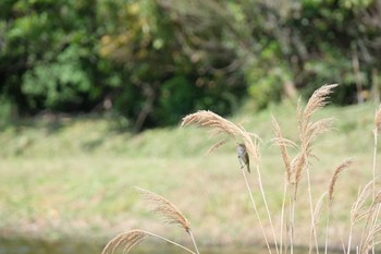 Oriental Reed Warbler Kasai Rinkai Park Sun, 5/19/2019