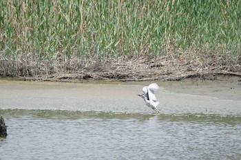 Black-crowned Night Heron Kasai Rinkai Park Sun, 5/19/2019