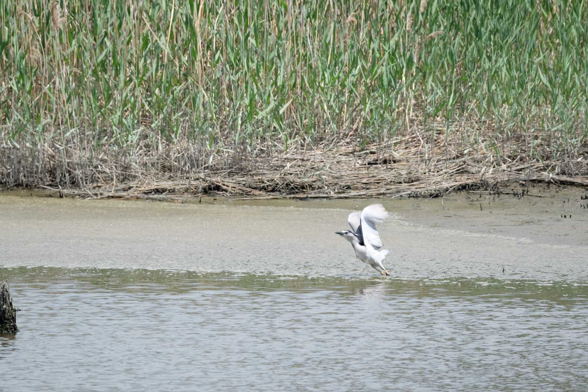 Black-crowned Night Heron