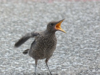 Blue Rock Thrush Yoron Island Sat, 6/1/2019