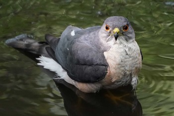 Japanese Sparrowhawk 東京都多摩地域 Sat, 6/1/2019