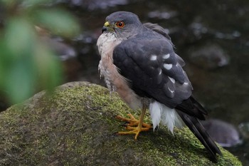 Japanese Sparrowhawk 東京都多摩地域 Sat, 6/1/2019