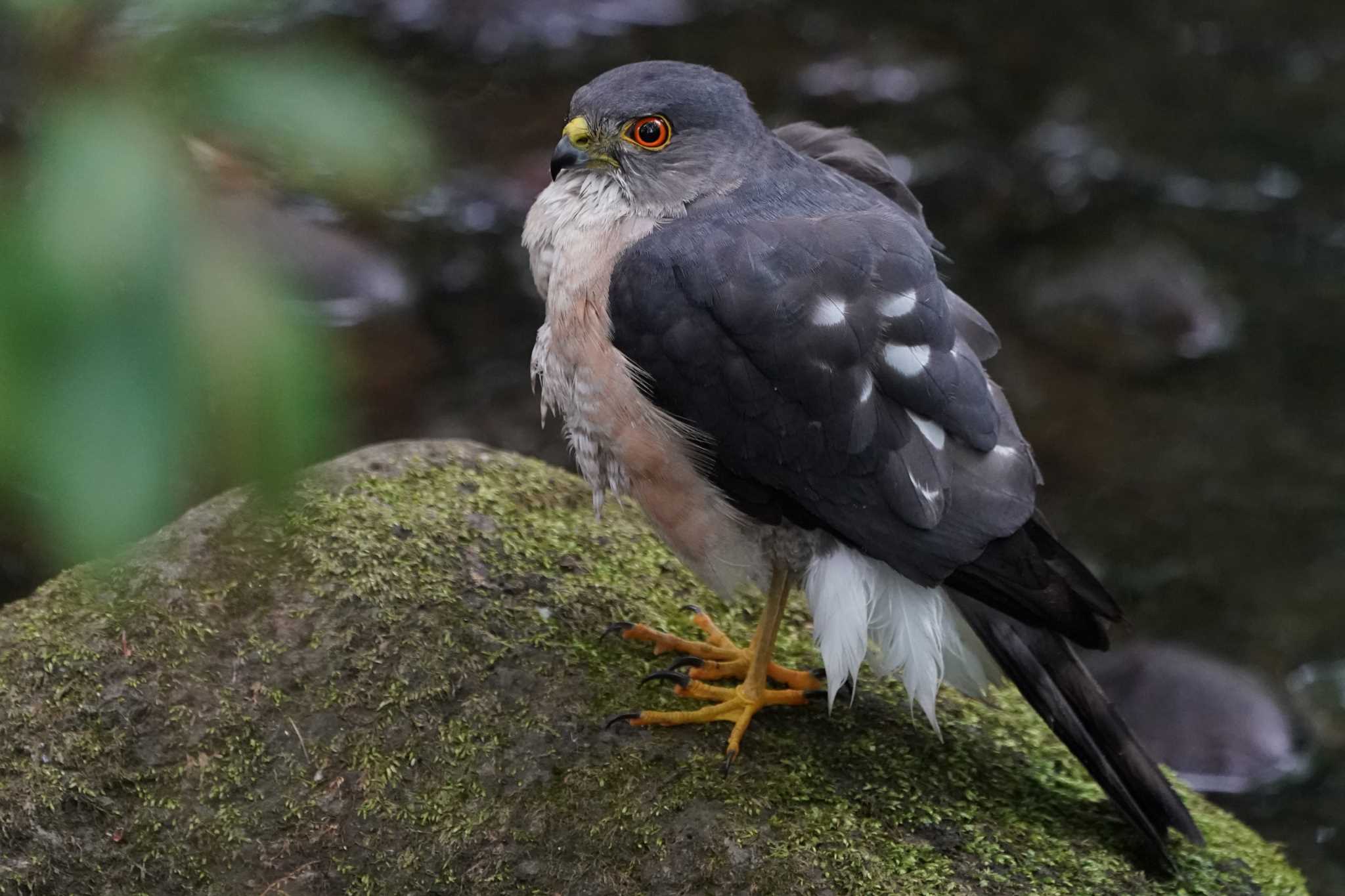 Photo of Japanese Sparrowhawk at 東京都多摩地域 by Orion-HAS