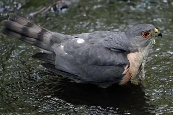 Japanese Sparrowhawk 東京都多摩地域 Sat, 6/1/2019