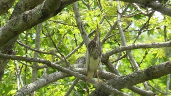 2019年6月1日(土) 北大研究林(北海道大学苫小牧研究林)の野鳥観察記録