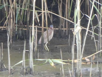 Yellow Bittern 六郷橋緑地 Sat, 6/1/2019