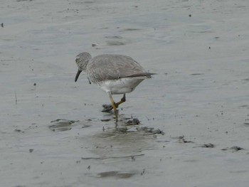 2019年6月1日(土) 六郷橋緑地の野鳥観察記録