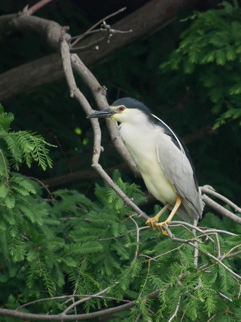 Black-crowned Night Heron 柏市の公園 Sat, 6/1/2019