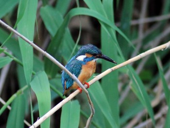 カワセミ 稲城 2019年6月1日(土)