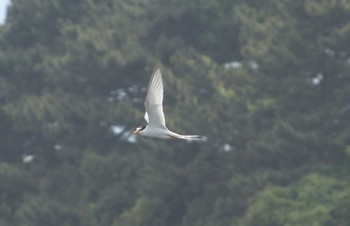 コアジサシ 酒匂川 2019年6月1日(土)