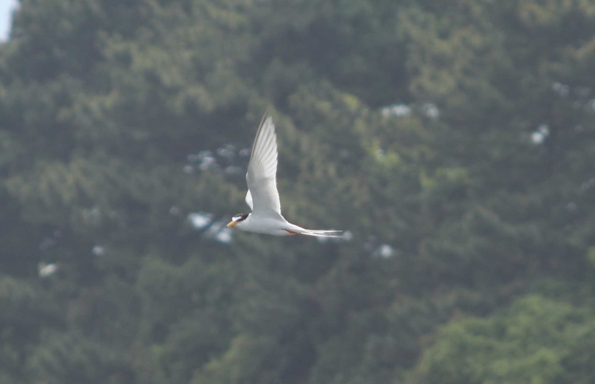 Photo of Little Tern at 酒匂川 by HISA HISA