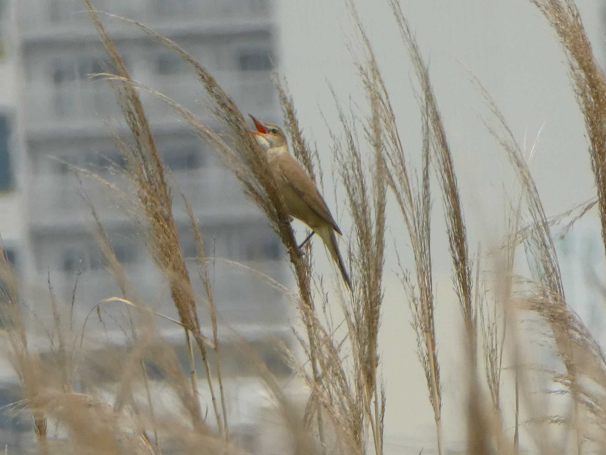 オオヨシキリ