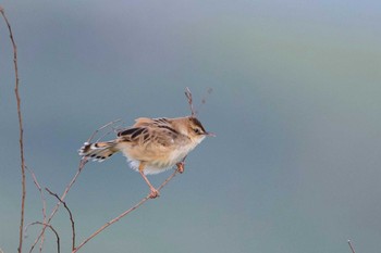 Zitting Cisticola 山口県秋吉台 Sat, 6/1/2019