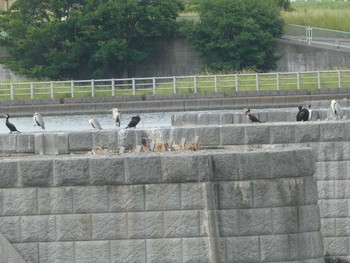 アオサギ 多摩川二ヶ領宿河原堰 2019年6月1日(土)