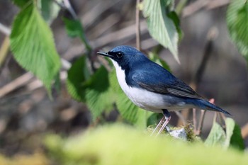 コルリ 山梨県 2019年5月17日(金)