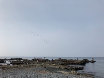 Sun, 6/2/2019 Birding report at Terugasaki Beach