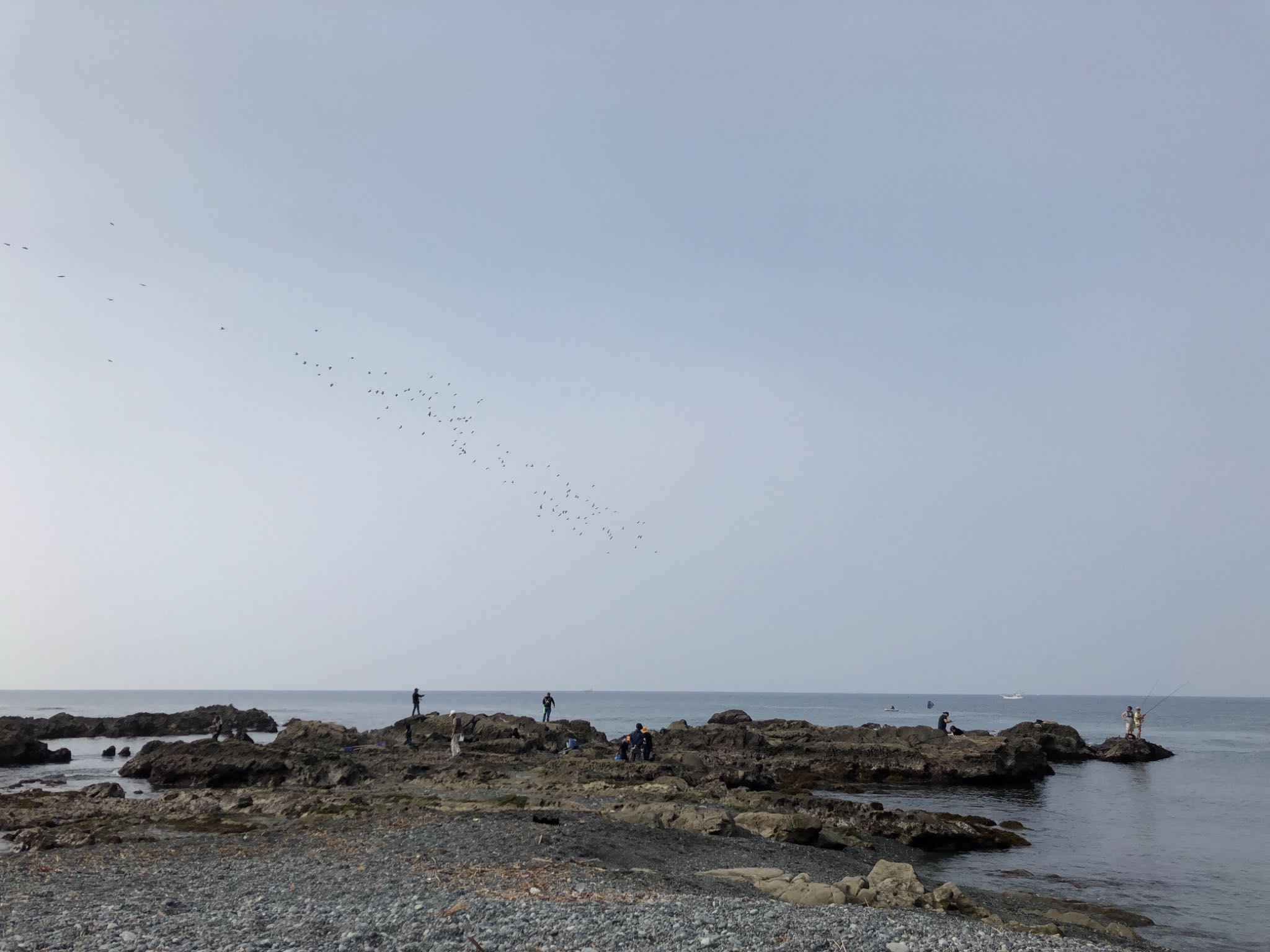 大磯照ヶ崎海岸 アオバトの写真 by ふなきち