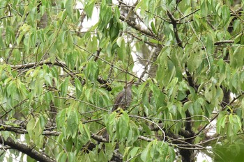 Brown-eared Bulbul Aobayama Park Tue, 5/28/2019