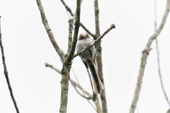 2019年6月2日(日) 滋賀県甲賀市甲南町創造の森の野鳥観察記録