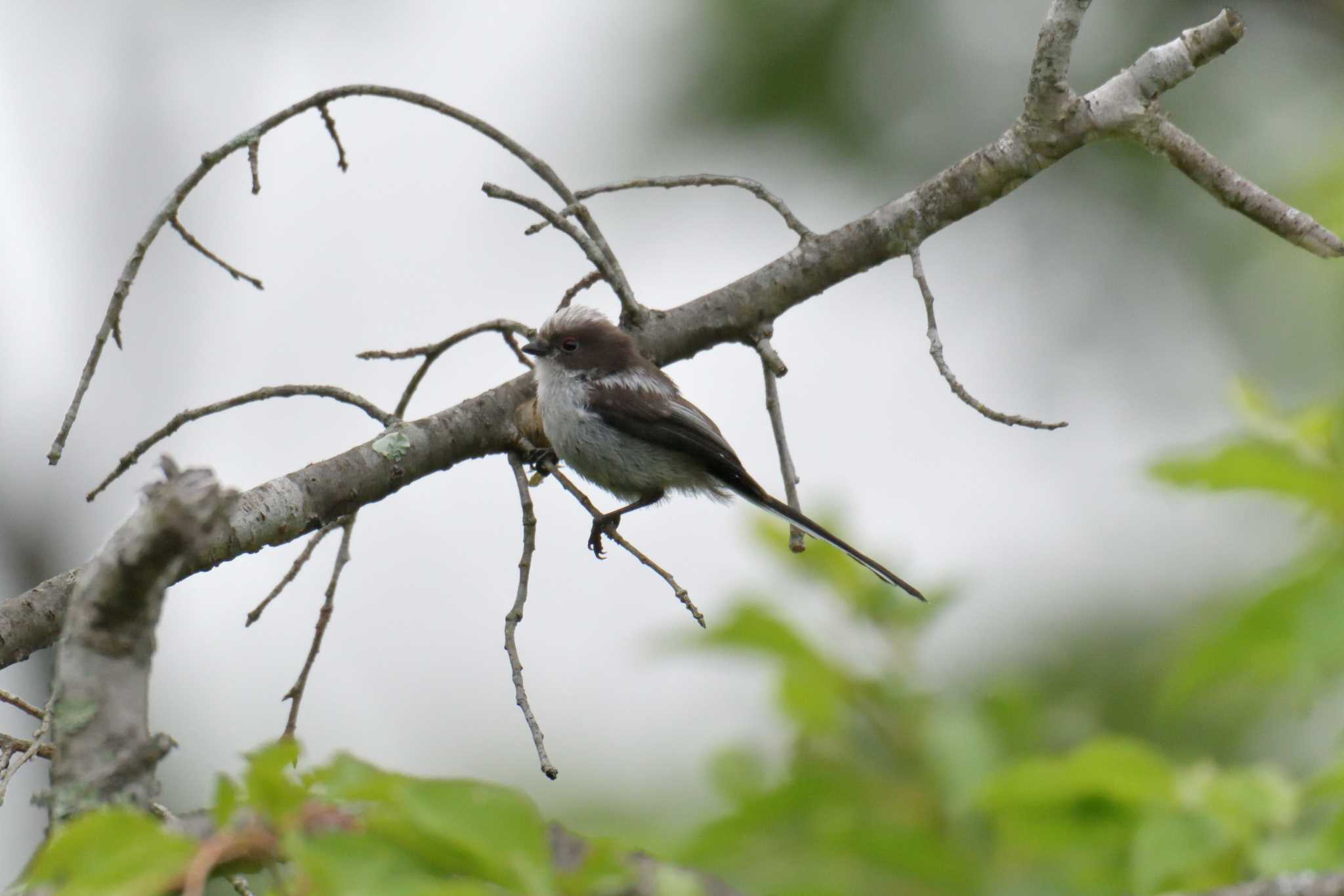 滋賀県甲賀市甲南町創造の森 エナガの写真 by masatsubo