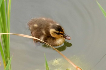 カルガモ 三ツ池公園(横浜市鶴見区) 2019年5月31日(金)