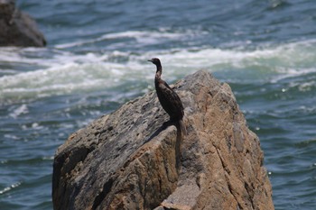 Pelagic Cormorant 天草市 Thu, 5/3/2018