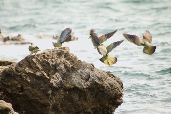 アオバト 大磯照ヶ崎海岸 2019年6月1日(土)