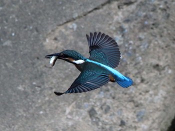 Common Kingfisher 稲城 Sun, 6/2/2019