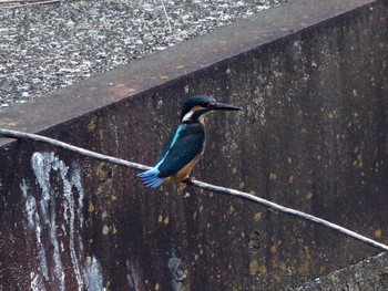 Common Kingfisher 稲城 Sun, 6/2/2019