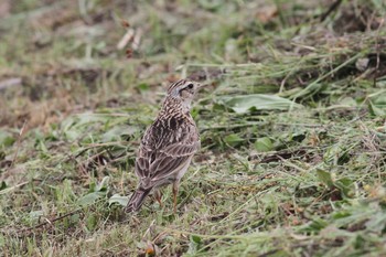 2019年6月2日(日) 五主海岸の野鳥観察記録